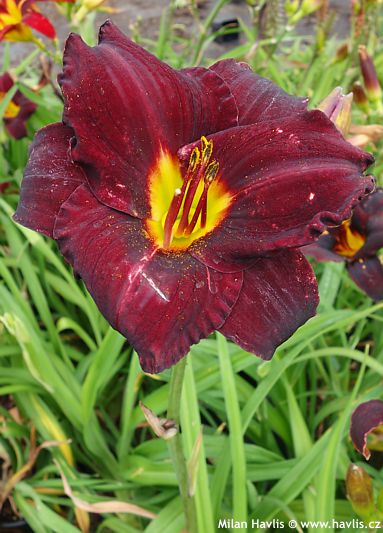 Hemerocallis 'CHOCOLATE CANDY' (P. Stamile)