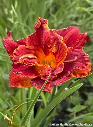 Hemerocallis 'PAPRIKA FLAME'