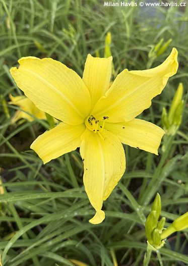 Hemerocallis citrina 