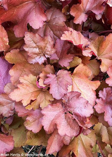 Heuchera (Berry series) 'Ifhepr' CRANBERRY