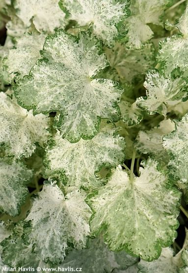 Heuchera americana 'FROZY PANKY'
