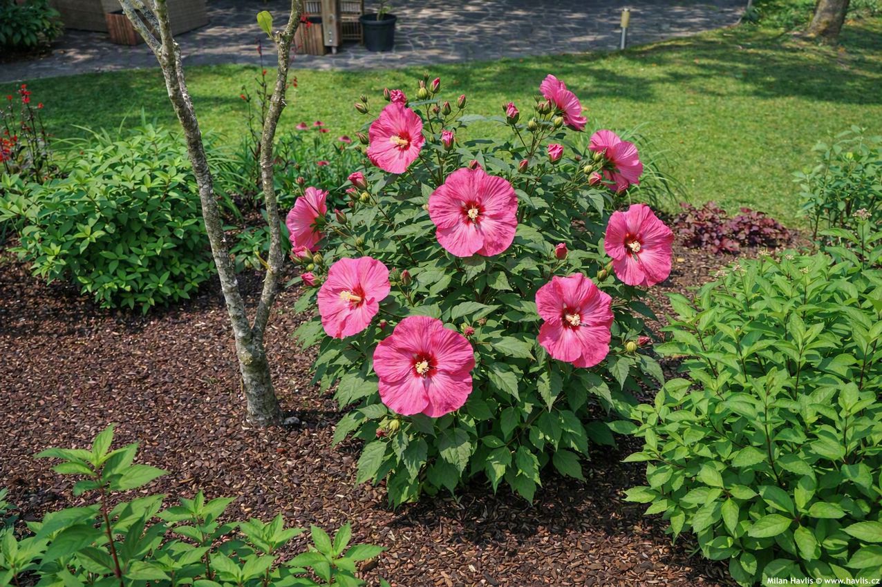 hibiscus Plum Crazy