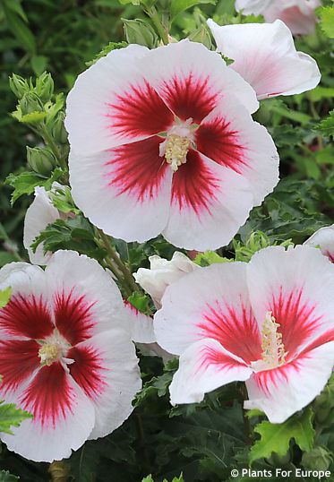 Hibiscus 'Walhiflar' WALBERTON'S LUNAR FLARE
