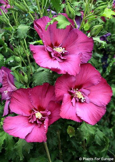 Hibiscus 'Walhirhap' WALBERTON'S LUNAR RHAPSODY