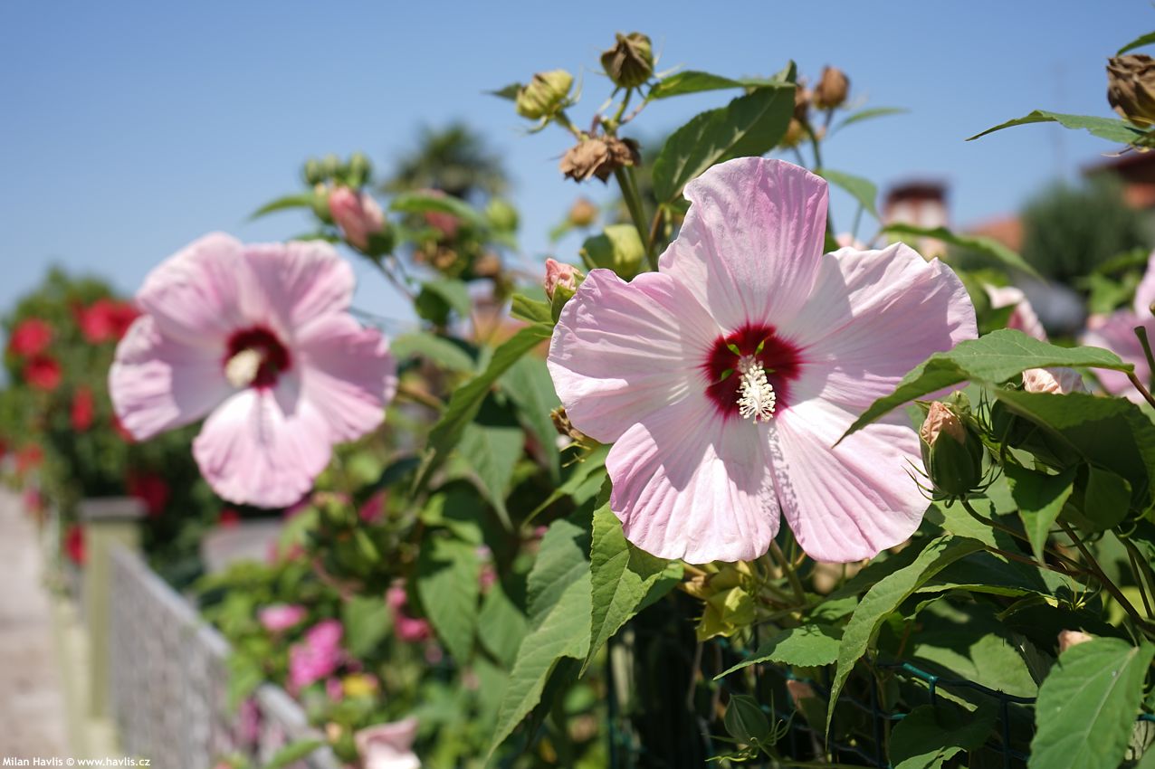 hibiscus moscheutos Extreme