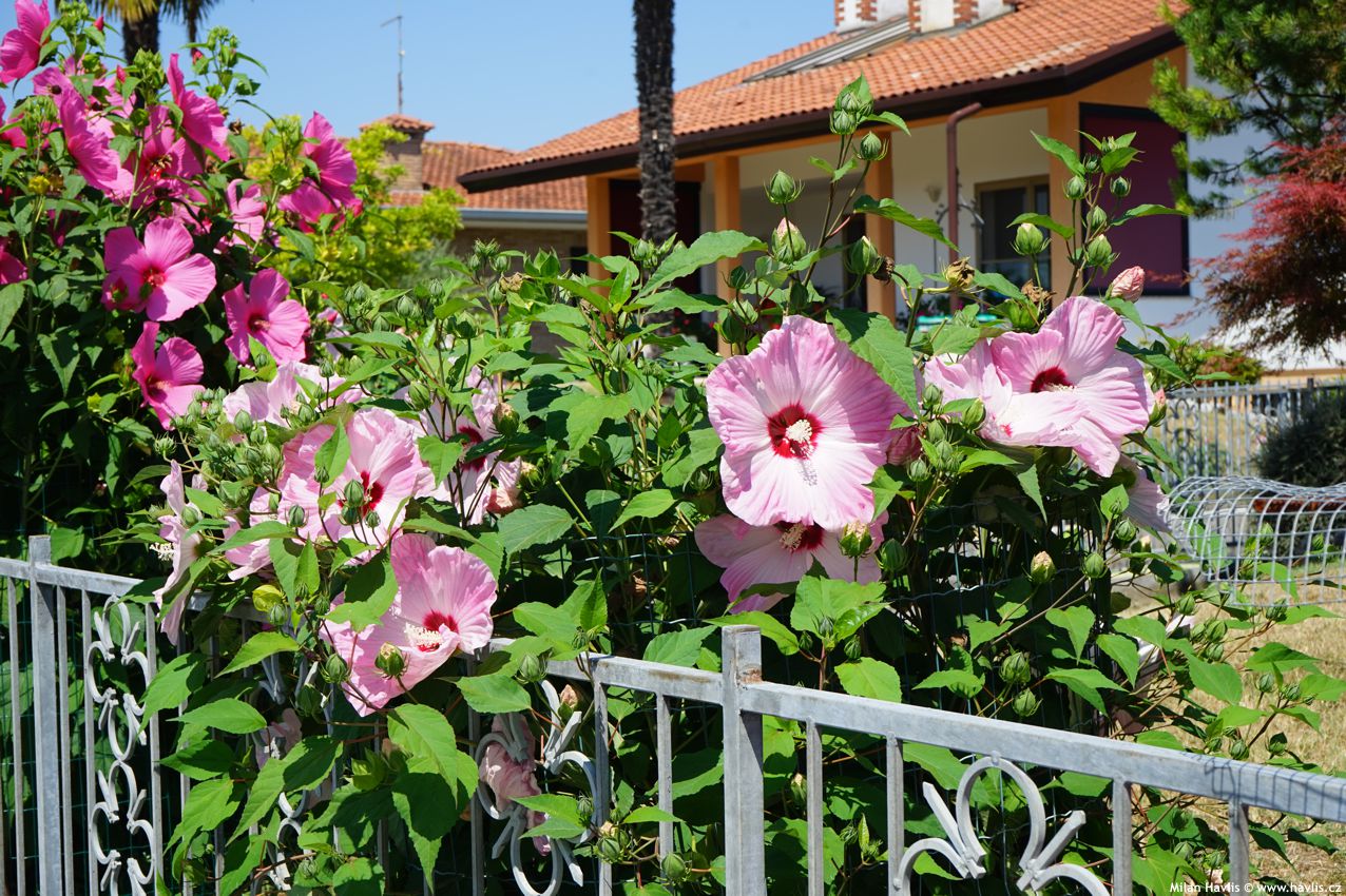hibiscus moscheutos Extremeg