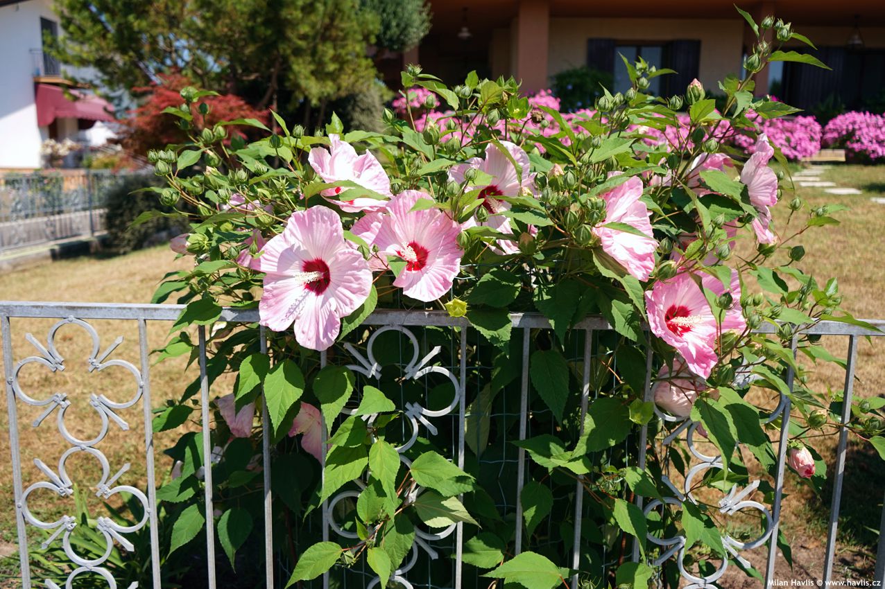 hibiscus moscheutos Extreme