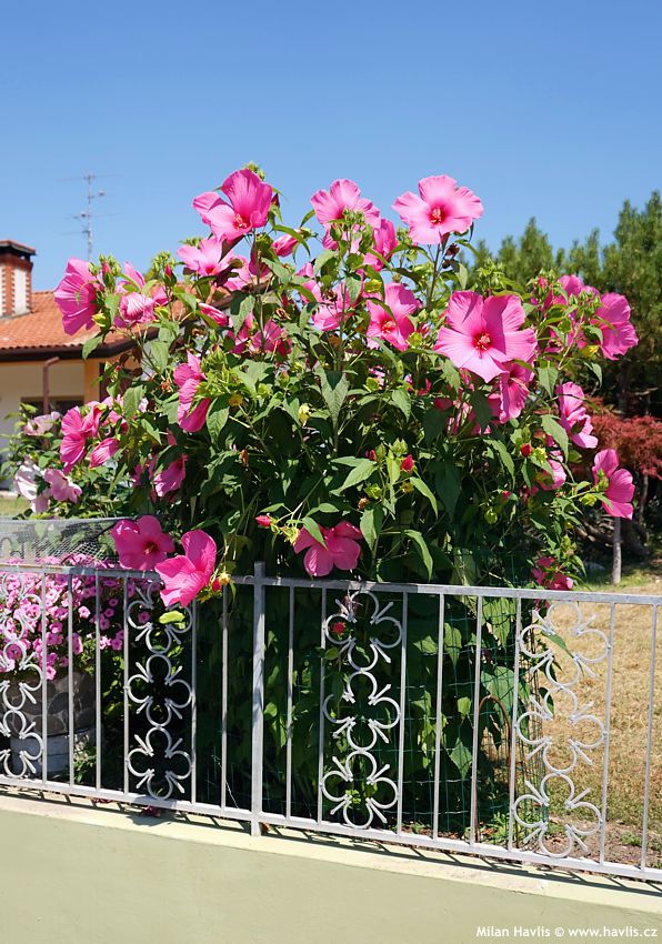 hibiscus moscheutos Extreme Hot Pink
