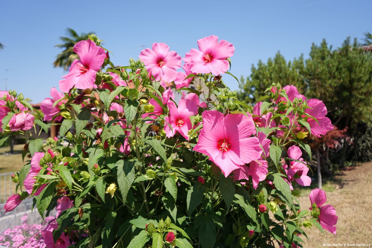 hibiscus moscheutos Extreme Hot Pink