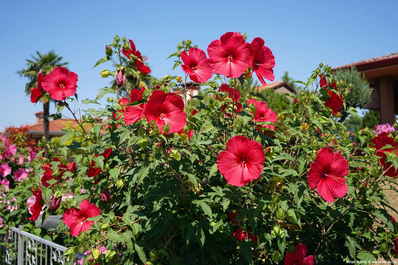 hibiscus moscheutos Extreme Red