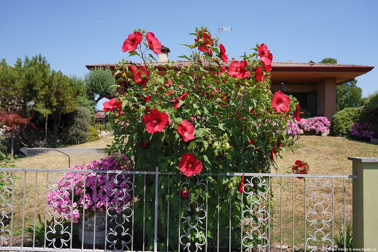 hibiscus moscheutos Extreme Red