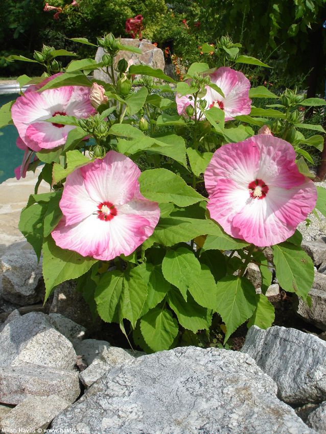 hibiscus moscheutos Luna Blush