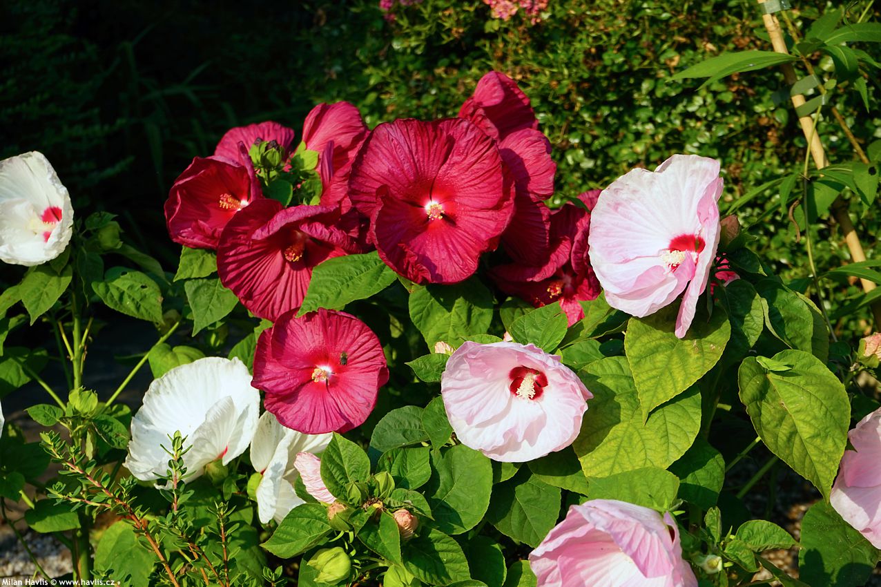 hibiscus moscheutos Luna series