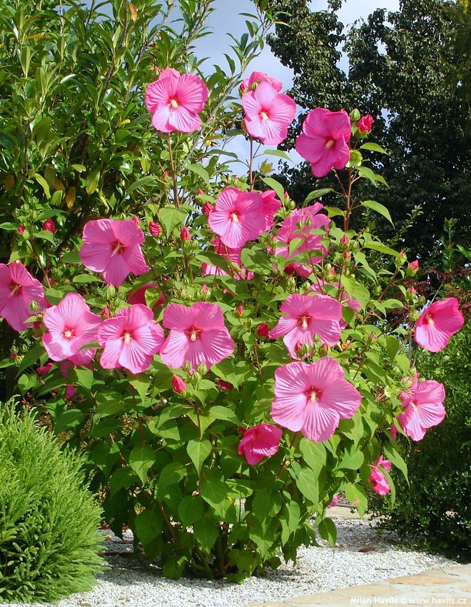 hibiscus moscheutos Mauvelous