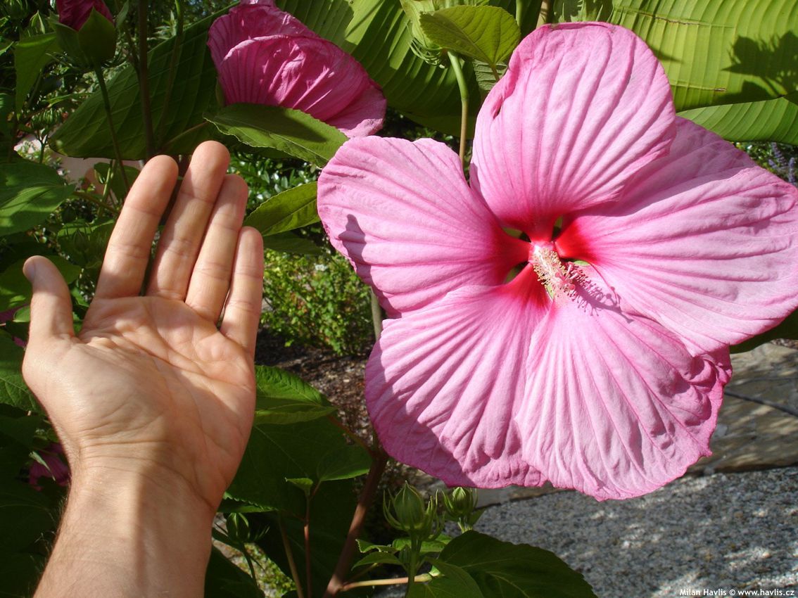 hibiscus moscheutos Mauvelous