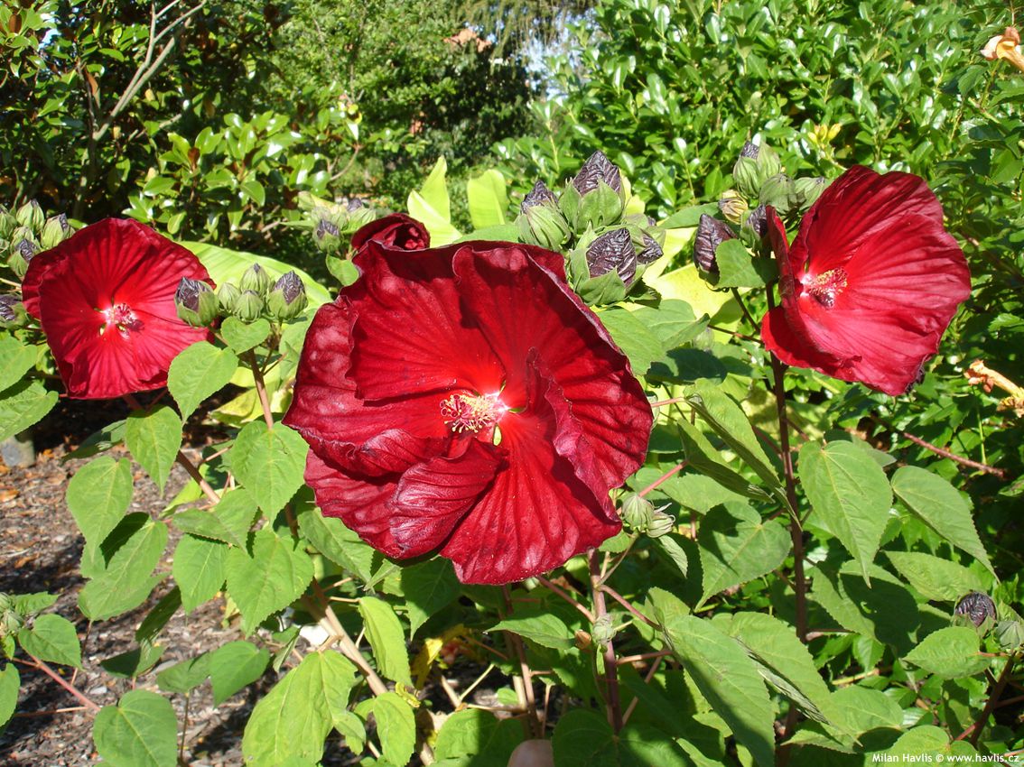 hibiscus moscheutos Scarlet