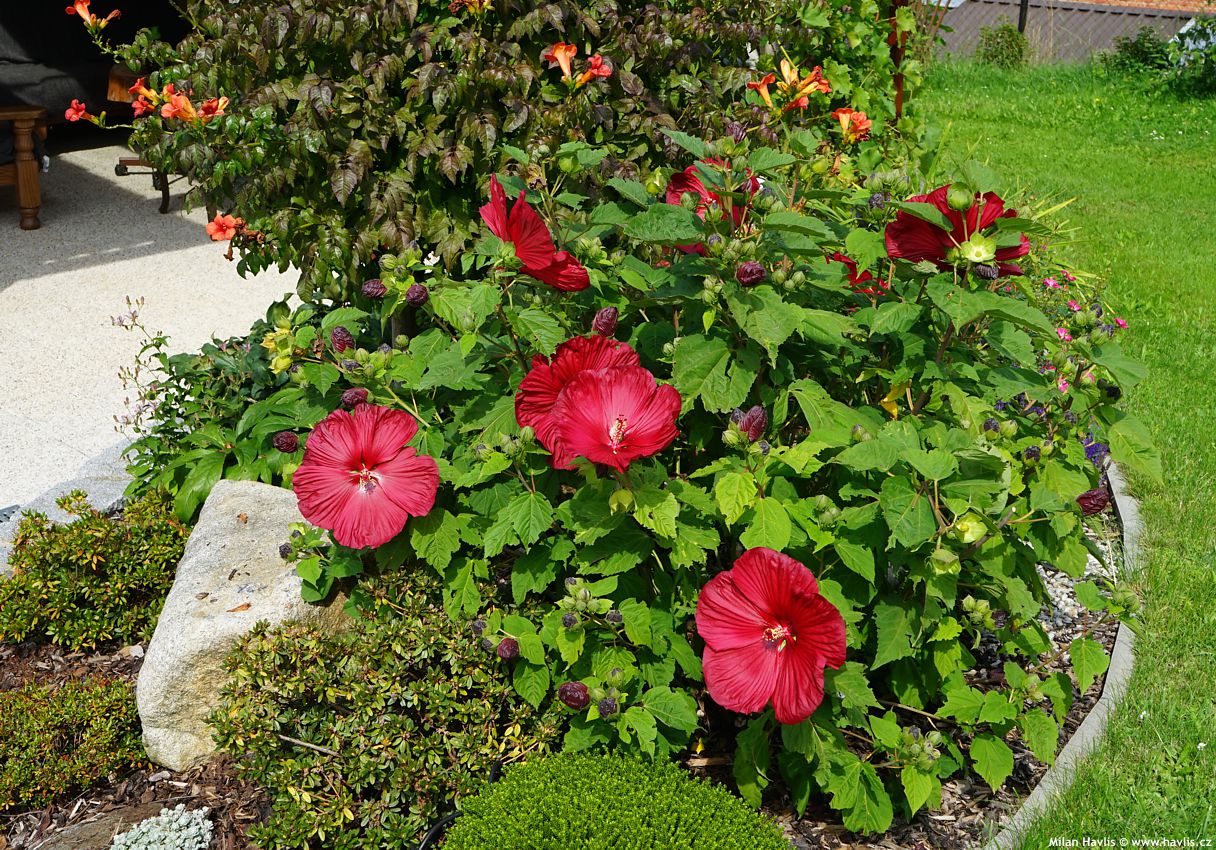 hibiscus moscheutos Scarlet