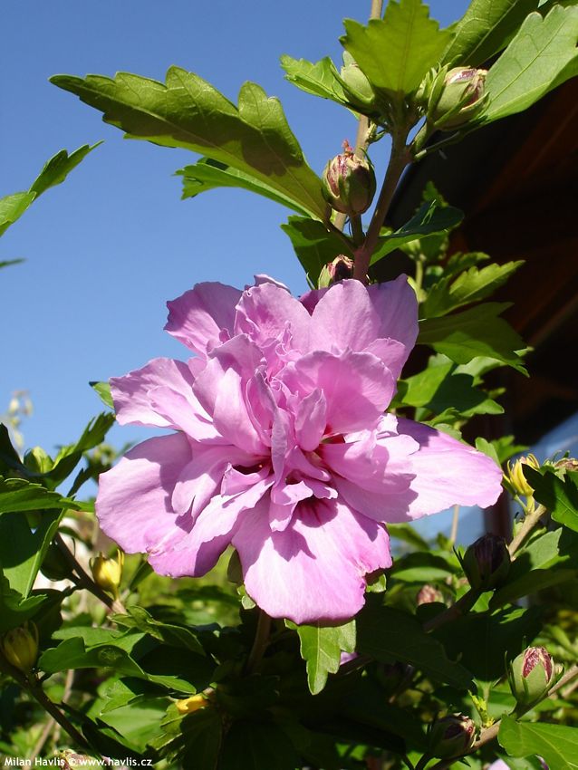 hibiscus syriacus Ardens 2008 (2).jpg