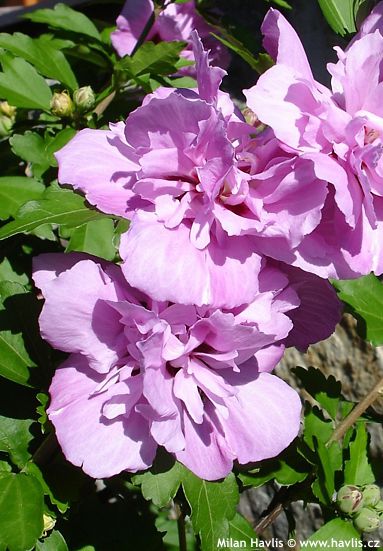 Hibiscus syriacus 'ARDENS'