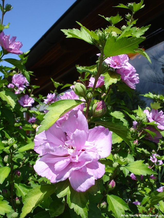 hibiscus syriacus Ardens 2009 2.jpg