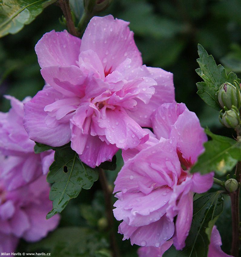 hibiscus syriacus Ardens 2011 večer.jpg