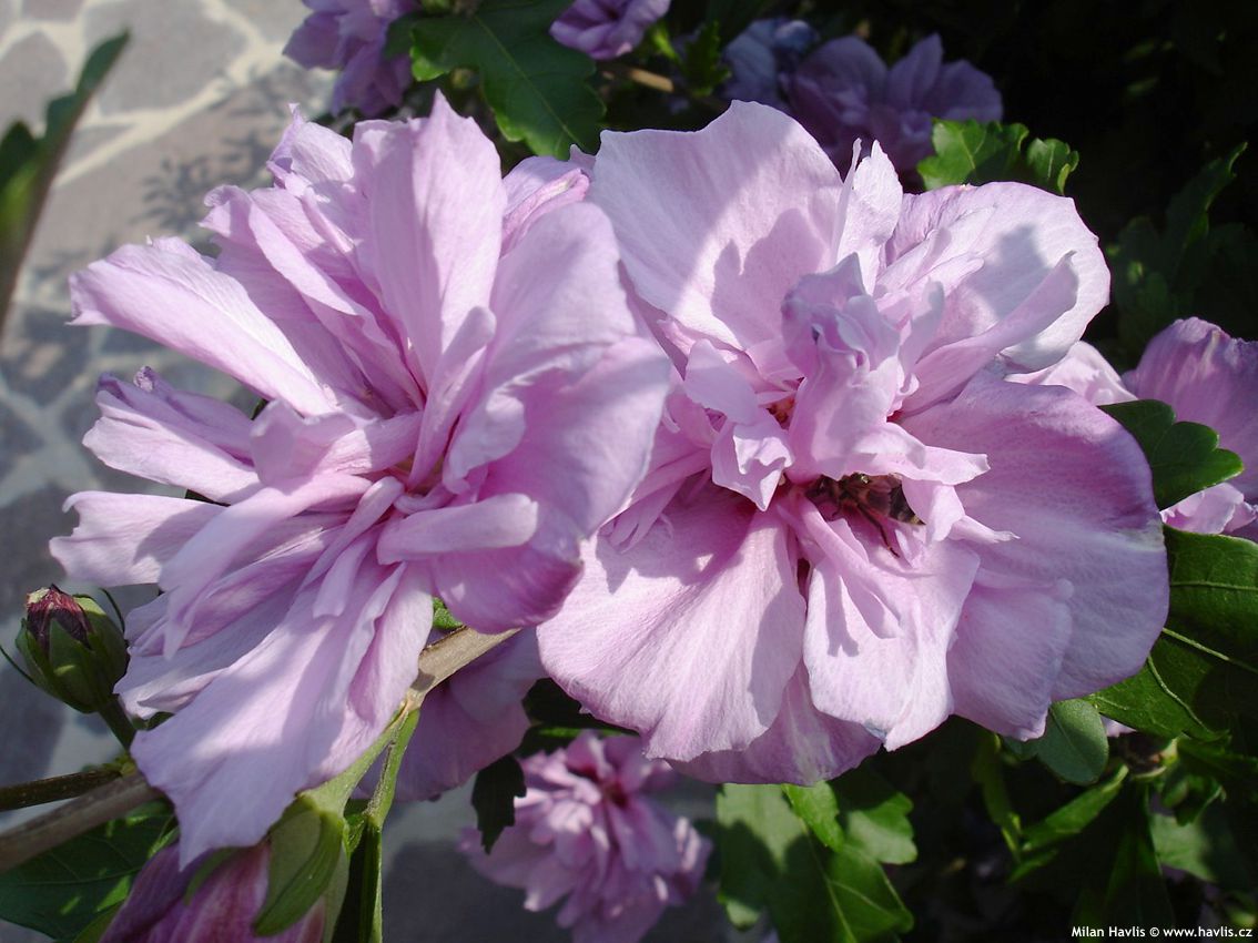 hibiscus syriacus Ardens květy 2007.jpg