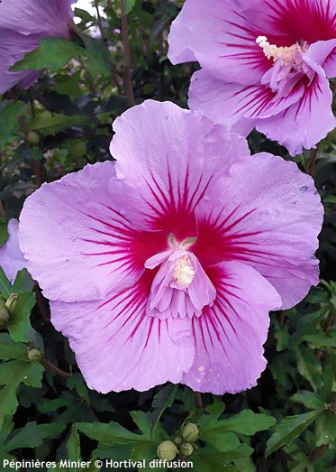 Hibiscus syriacus 'Mingravi4' B'TWIST LAVENDER