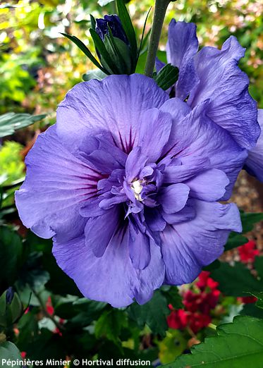 Hibiscus syriacus 'Minsybfcble17' BEAUTIFULL COBALT