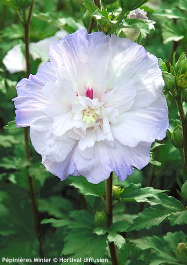 Hibiscus syriacus 'Minsycbb2b' IGLOO
