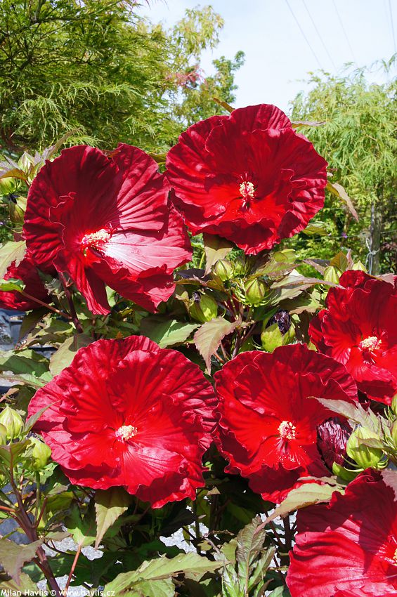 hibiscus x Baltimore Star