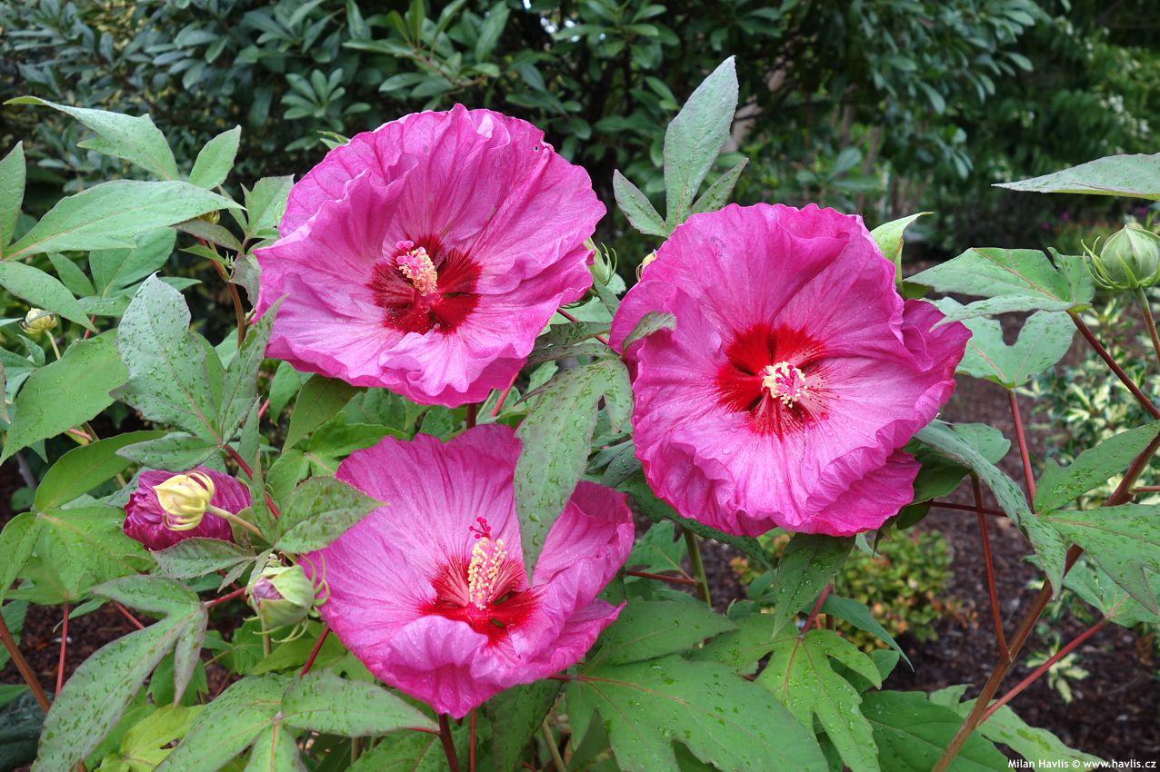 hibiscus x Berry Awesome