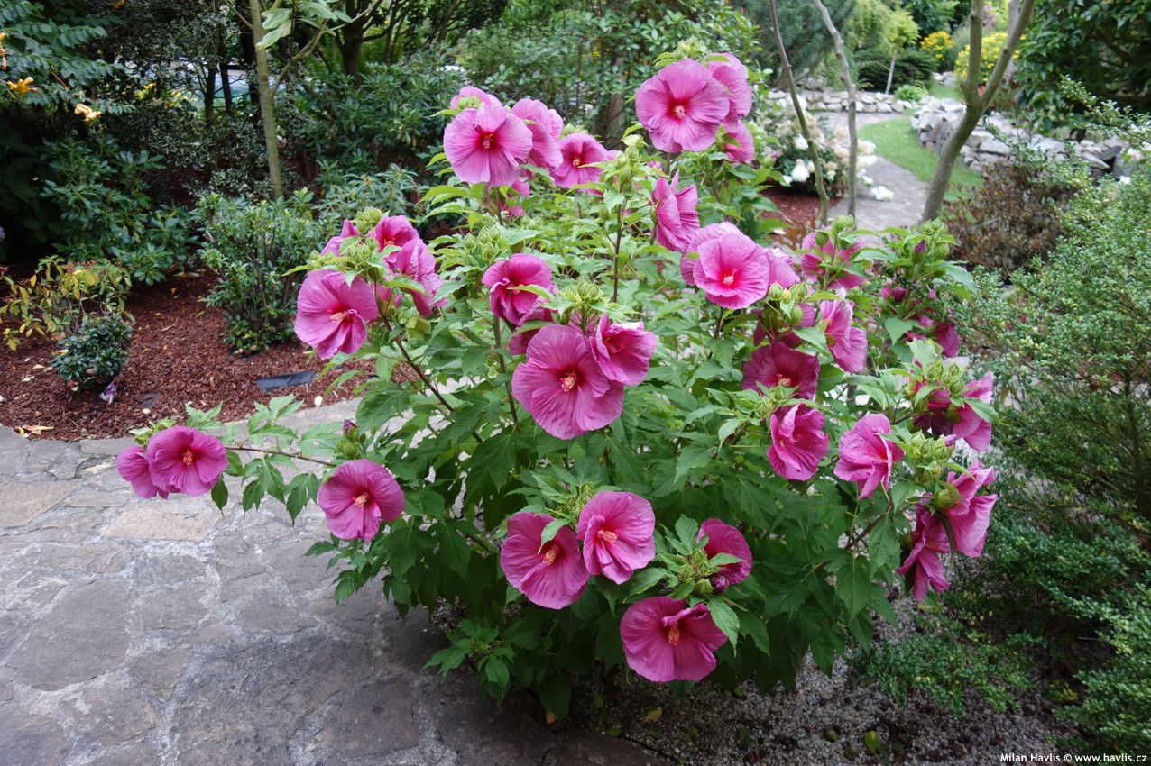 hibiscus x Fantasia