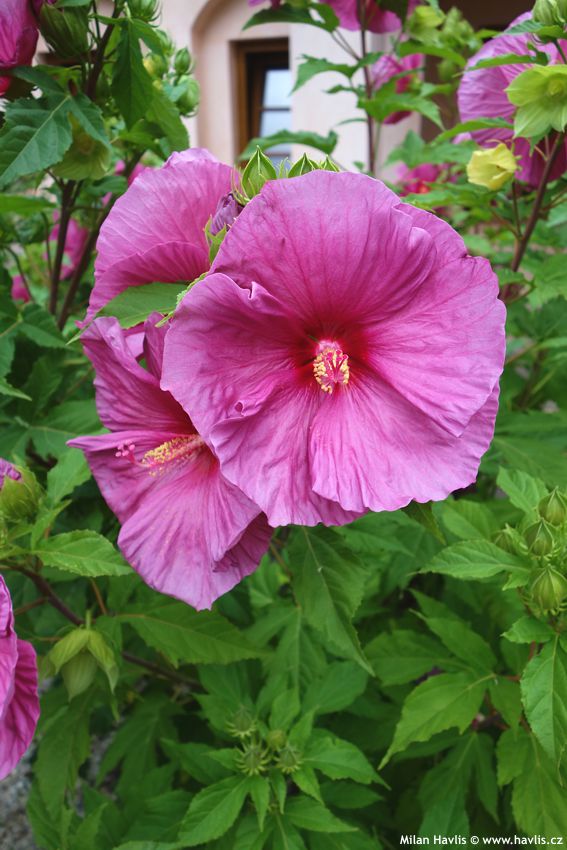 hibiscus x Fantasia