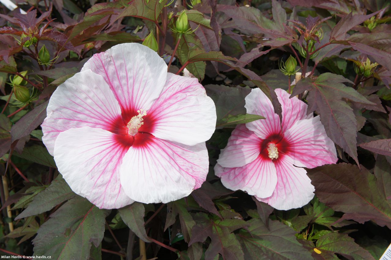 hibiscus x Kopper King