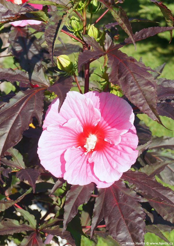hibiscus x Summer Storm