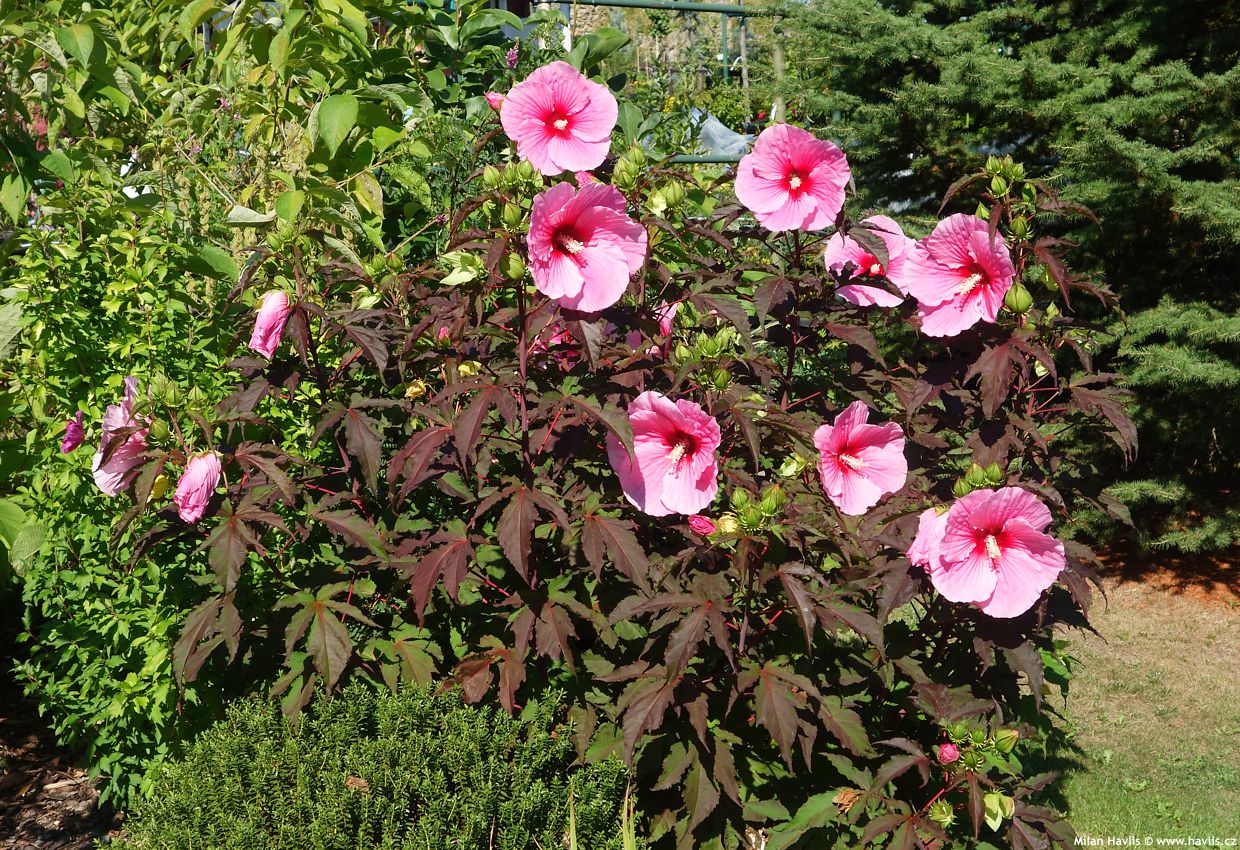 hibiscus x Summer Storm