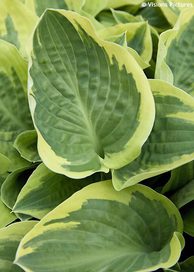 Hosta 'BEDAZZLED'