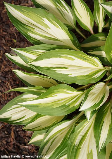 Hosta 'CHERRY BERRY'