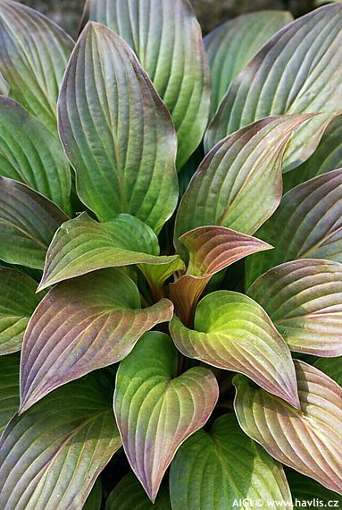 Hosta 'FIRST BLUSH'