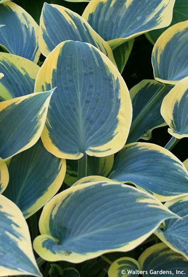 Hosta 'FIRST FROST'