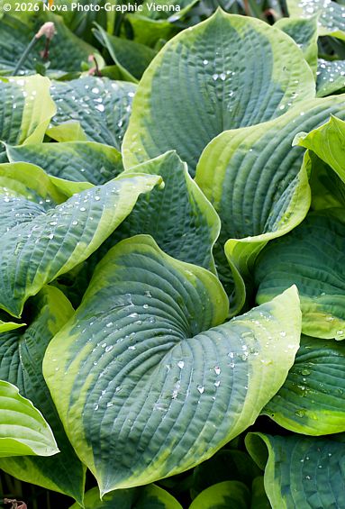 Hosta 'FRANCES WILLIAMS'