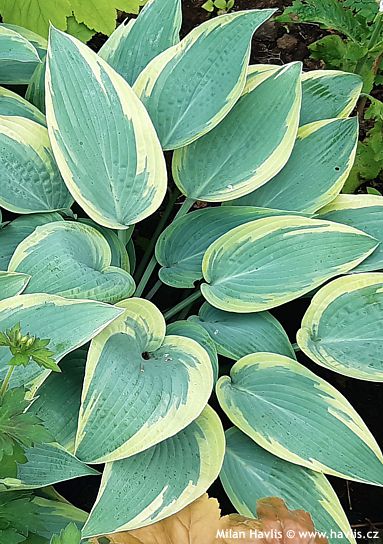 Hosta 'SLEEPING BEAUTY'