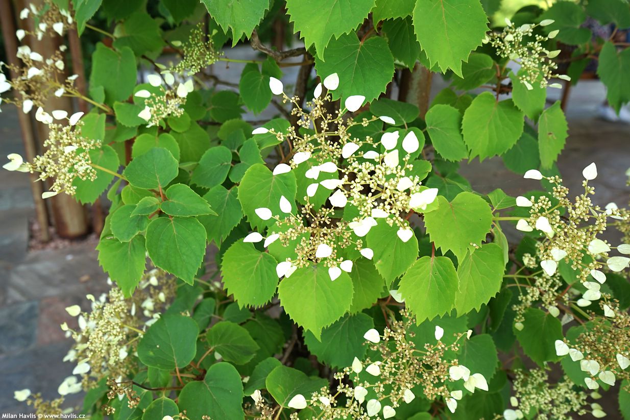 hydrangea anomala petiolaris