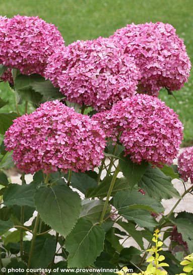 Hydrangea arborescens 'NCHA7' BELLA RAGAZZA MAUVETTE