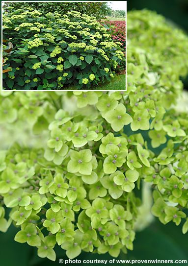 Hydrangea arborescens 'Kolmakilima' LAVALAMP ANNABELLE