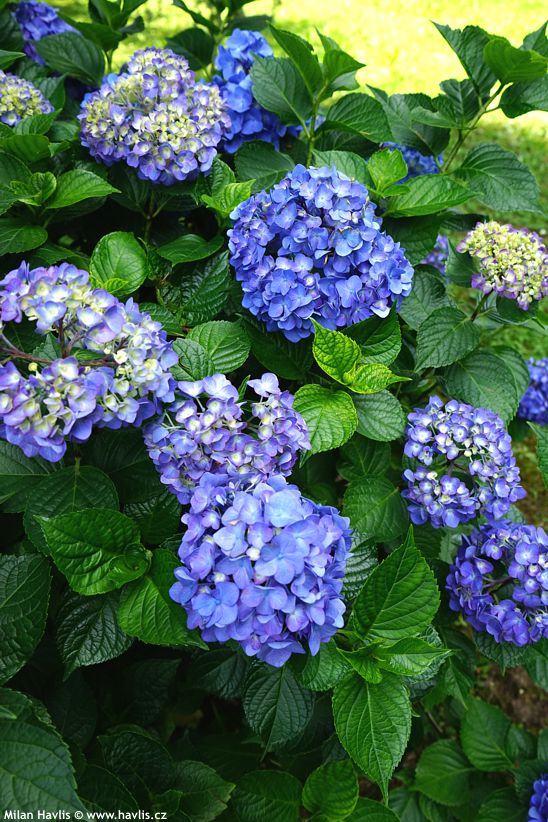 hydrangea macrophylla