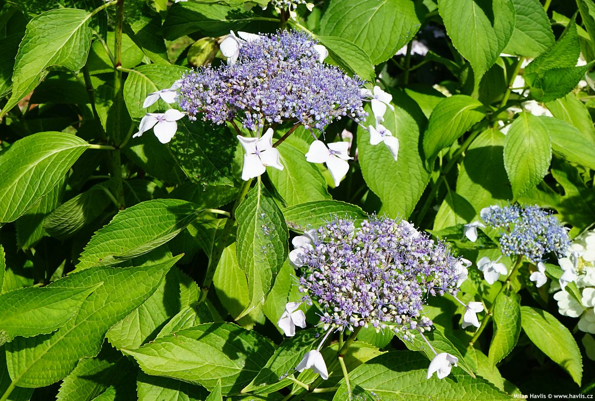 hydrangea macrophylla lace-cap