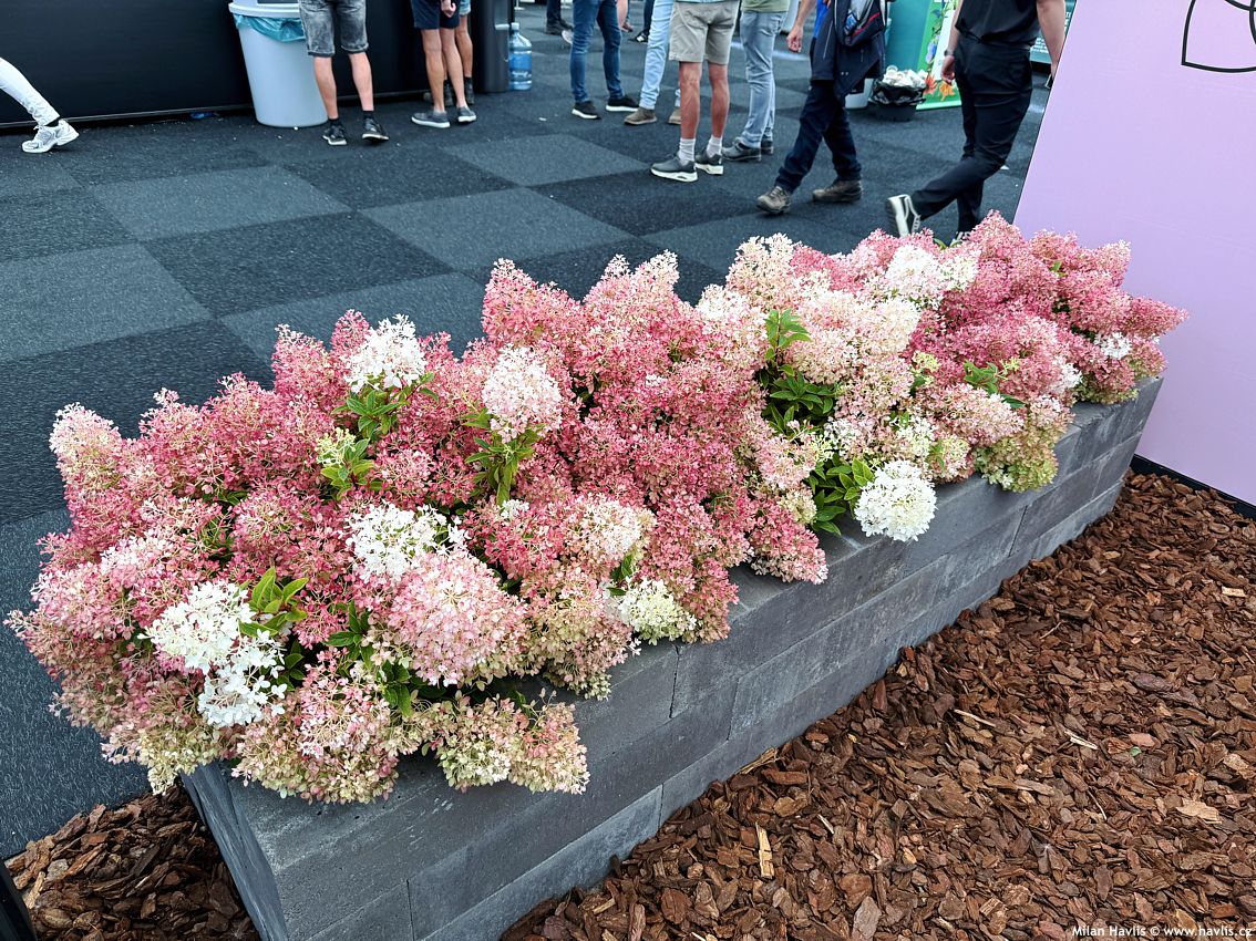 hydrangea paniculata Groundbreaker Blush