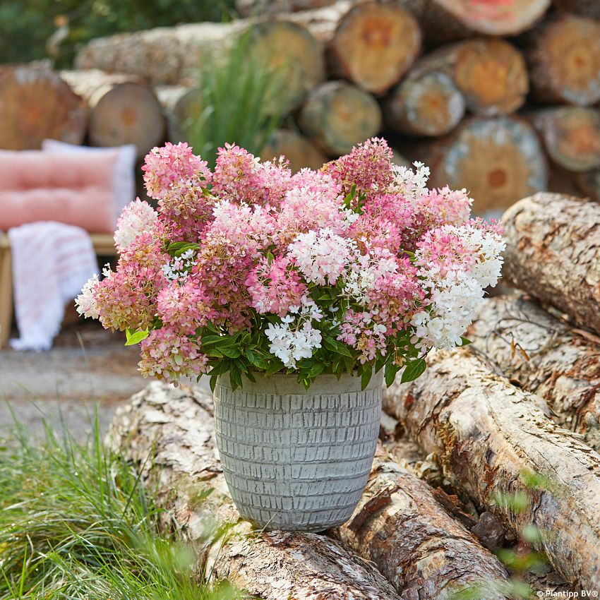 hydrangea paniculata Groundbreaker Blush