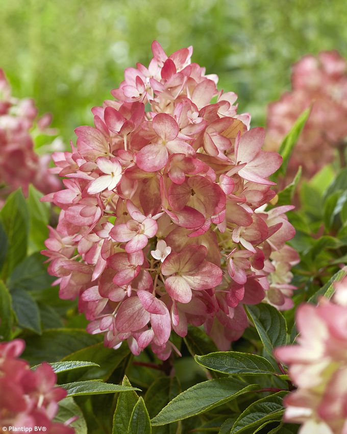 hydrangea paniculata Groundbreaker Blush